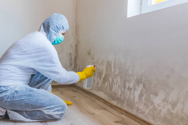 Licensed Basement Mold Remediation service in Manchester, GA - Mold Remediation HQ