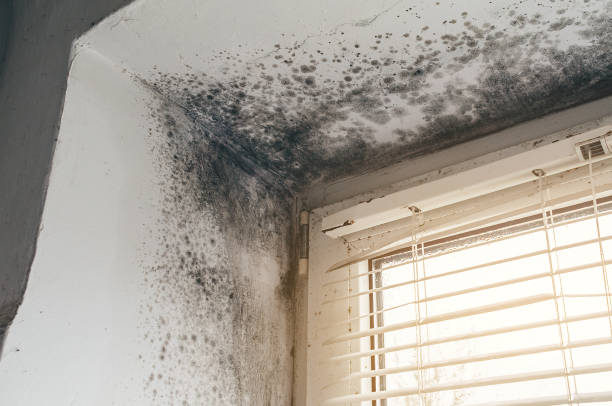 Affordable Basement Mold Remediation solutions in Manchester, GA